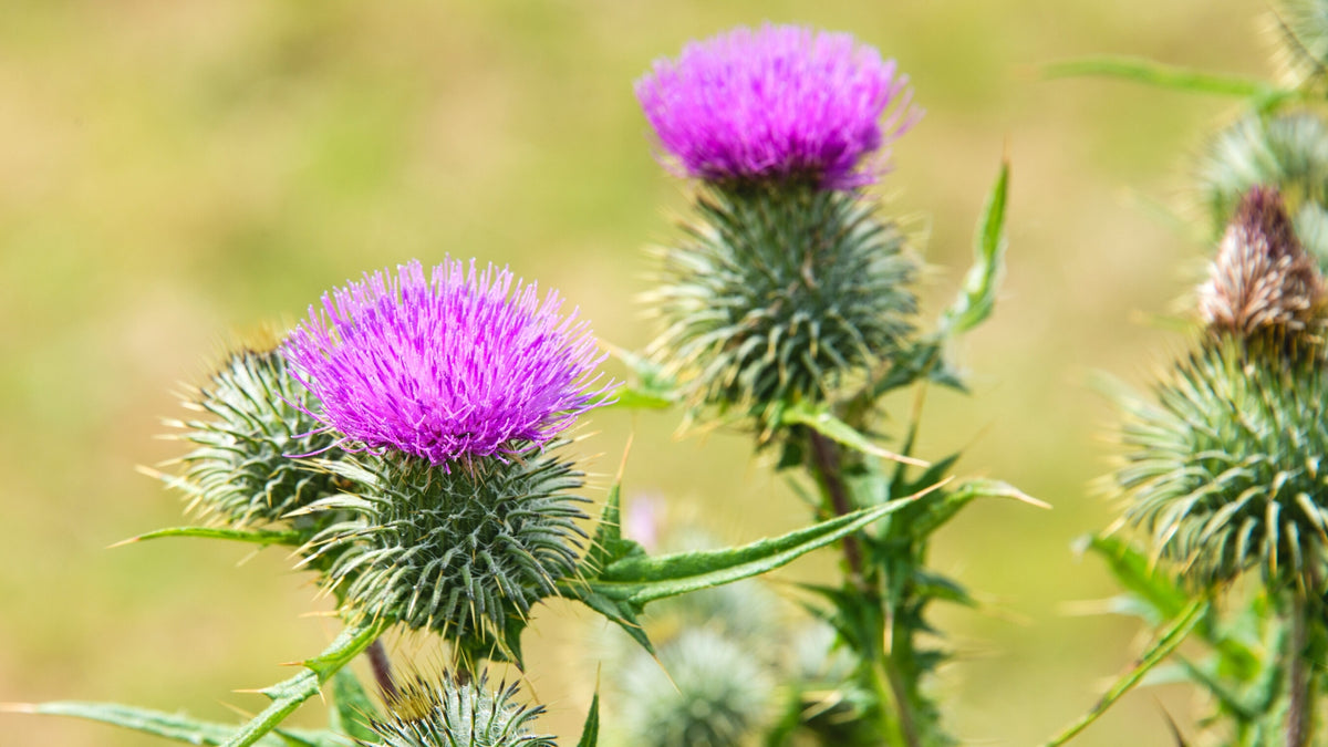 5 Science Backed Ways Milk Thistle Benefits Your Body Revital